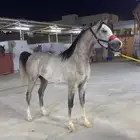 مربط نور الفهد ( ايواء غرف خيل - تدريب - بيع - شراء )