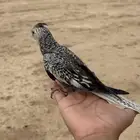 كروان مفقود بحي الجرف