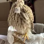 شبوط