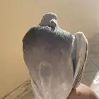 حمام سوبر جانبو