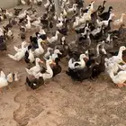 طيور بط بكيني