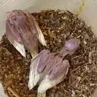 فروخ كروان الهولندي الاتنيو