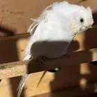 بادجي للبيع