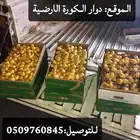 برحي القصيم توه واصل امس السعر 20