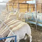 سلام عليكم ورحمة الله وبركاته