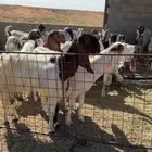 معزا العدد 20 وكثرها صغار سن فيها المضرع وفيها الحليب