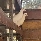 حمام فرنسي