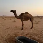 ناقه صفرا كفو