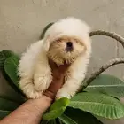 كلب بكنيز حجم ميني