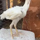 دجاج باكستاني