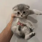 قط سكوتش فولد