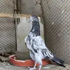 طبات تيدي اخوان