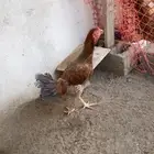 دجاجه شامو الماني