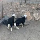 بهم تربيه خروف و رخال نجدي