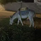 حمول