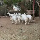 طليان للبيع جبره