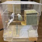 عصافير منزليه