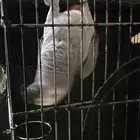 بغبغاء كاسكو أليف