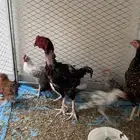 دجاج باكستاني سنود