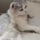 قطوي ضايع بحي الهلاليه القصيم