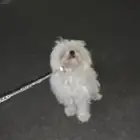 كلاب زينه هملايا زوج