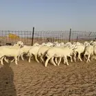 رخال جذعات حريات منوة مدورين الزين