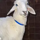 ذبايح حري وسواكني