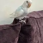 روز غر