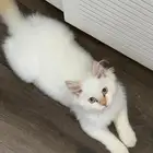 تبني