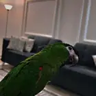 للبيع بغبغاء مني مكاو هانز