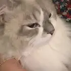 قط للتزاوج