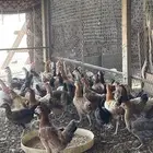 دجاج بلدي فاخر بياض