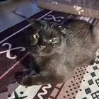 انثئ تحتاج تزاوج بأسرع وقت