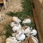 أرانب للبيع منتجه مافيها أمراض للتواصل
