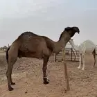 للبيع الفحل الكفو