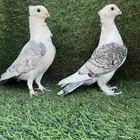 جوز حمام فراشه