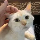 قطه معقمه للتبني