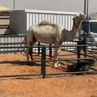 سوق طويق مقر التميز 50