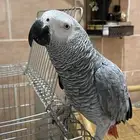 ببغاء كاسكو اليف ومتكلم العمر 4 سنوات على حد علمي