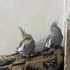طير كروان أليف في حاله ممتازه سبب البيع الأهل فيهم حساسيه