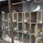 محاكر وحمام للبيع