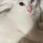 قطة انثى للتبني مجانا