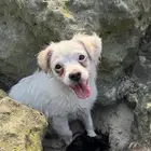 Chihuahua mini cup
