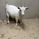 للبيع عنز قزميه معرفه دافع