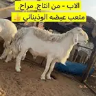 فحل حري