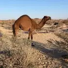 بكره مفرودة للبيع