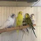 طيور الحب للبيع (بادجي)