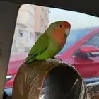 للبيع ذكر روز اليف بدون قفص