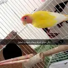 روز وكويكر