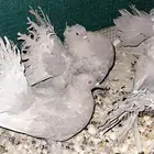 حمام رقيصي وابونظارة